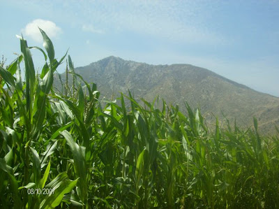 Children Of The Corn 2009 Free Online