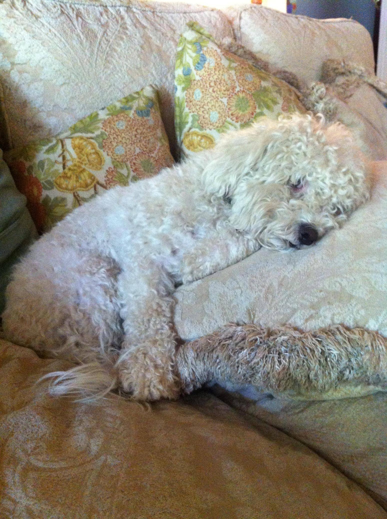 Couch Camouflage