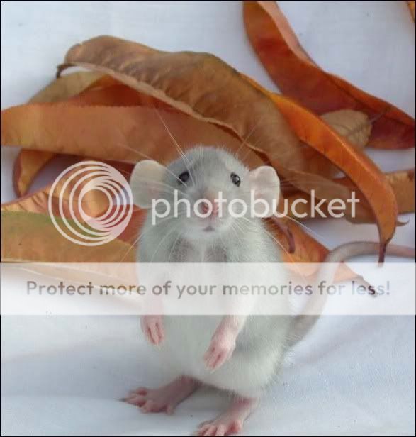 Dumbo Pet Rats