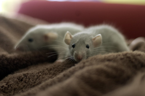 Dumbo Pet Rats