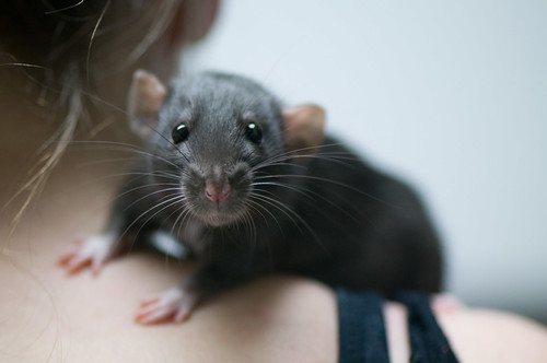 Dumbo Pet Rats