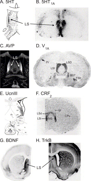 Elliott Benson Research Reviews