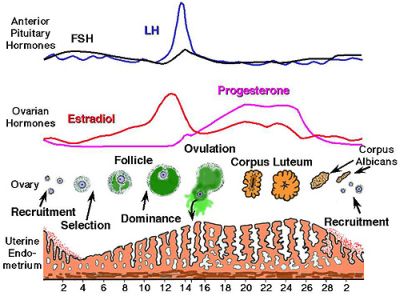 Estrogen Negative Feedback Fsh