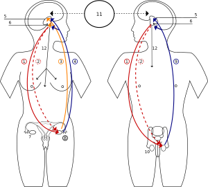 Estrogen Negative Feedback Fsh