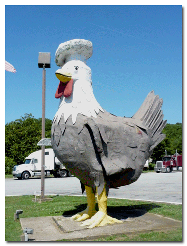 Giant Chicken Picture