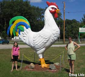 Giant Chicken Picture