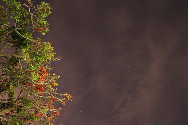 Orion And Sirius Constellation