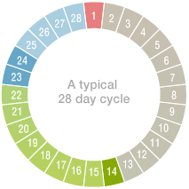 Ovulation Calendar Webmd