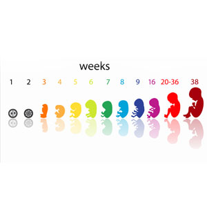 Pregnancy Calendar Week By Week