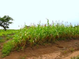 Children Of The Corn 2009 Fertilization