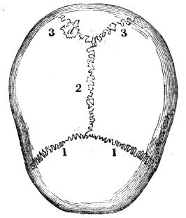 Connected By Frontal Suture