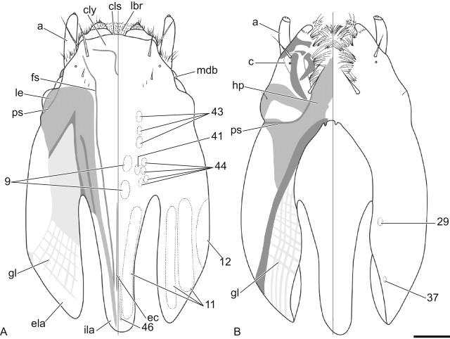 Connected By Frontal Suture