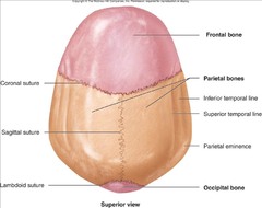 Connected By Frontal Suture