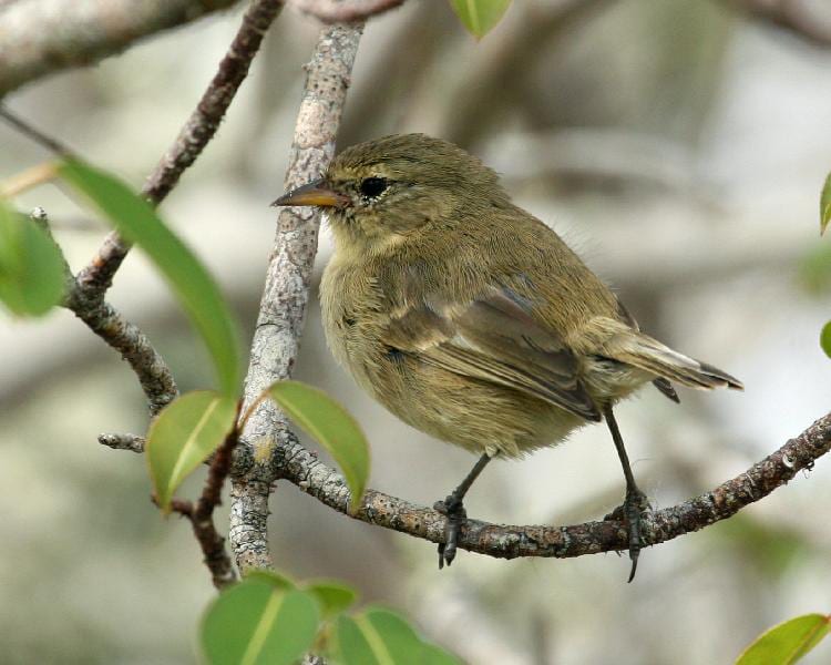 Finches From Galapagos