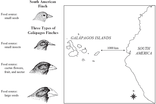 Finches From Galapagos