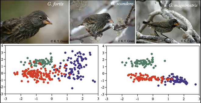 Finches From Galapagos