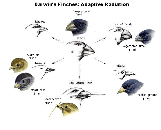 Finches From Galapagos