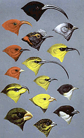 Finches From Galapagos