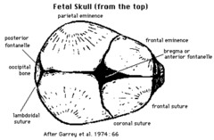 Frontal Suture