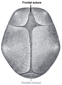 Frontal Suture Ridge