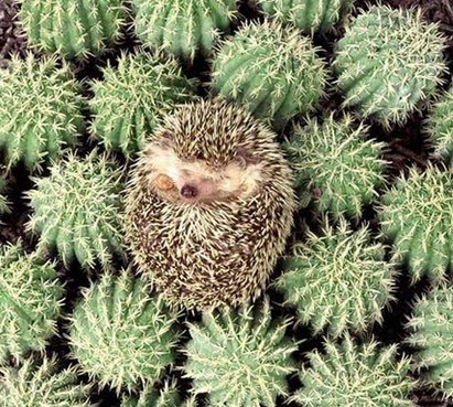 Hedgehog Burrows