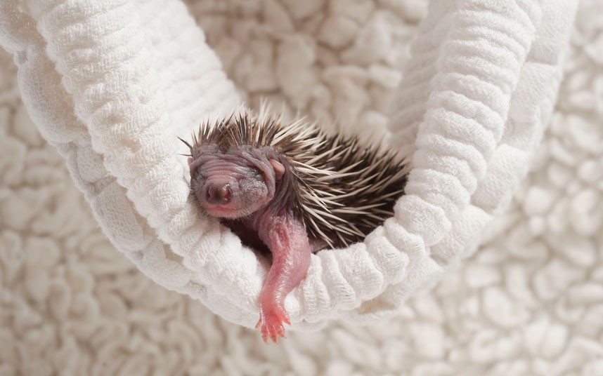 Hedgehog Burrows